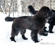 Превью фото № 141354