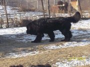 Превью фото № 141412