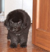 Превью фото № 141422