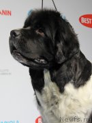 Превью фото № 141435