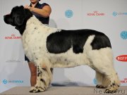 Превью фото № 141437