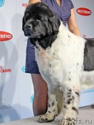 Превью фото № 141441