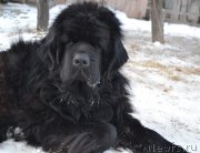 Превью фото № 141493