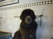 Превью фото № 141496