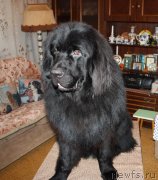 Превью фото № 141497