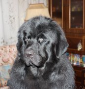 Превью фото № 141499