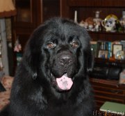 Превью фото № 141500