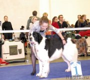 Превью фото № 141504