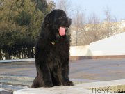 Превью фото № 141513