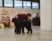 Превью фото № 141536