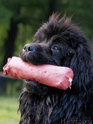 Превью фото № 141722