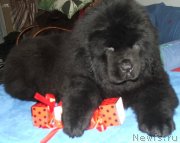 Превью фото № 141742