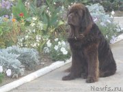 Превью фото № 141774