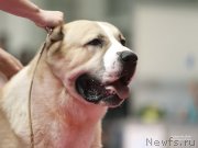 Превью фото № 141844