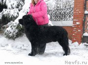 Превью фото № 141856