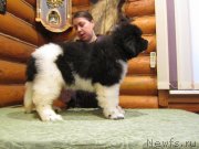 Превью фото № 141862