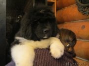 Превью фото № 141864