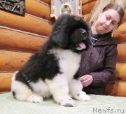 Превью фото № 141866