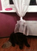 Превью фото № 141870