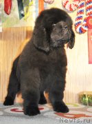 Превью фото № 141877