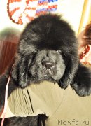 Превью фото № 141879