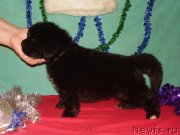 Превью фото № 141897