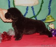 Превью фото № 141904