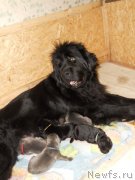 Превью фото № 141914