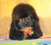 Превью фото № 141916