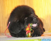 Превью фото № 141917