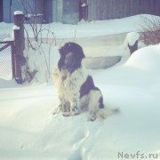 Превью фото № 141956