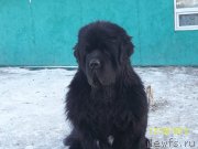 Превью фото № 141960