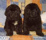 Превью фото № 1420