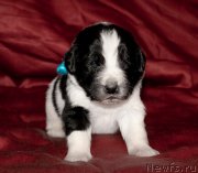 Превью фото № 142017