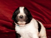 Превью фото № 142021