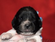 Превью фото № 142039