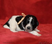 Превью фото № 142055