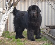 Превью фото № 142250