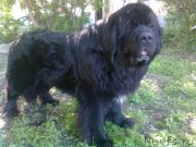 Превью фото № 142286