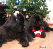 Превью фото № 142343