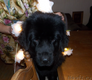 Превью фото № 142346