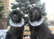 Превью фото № 142357