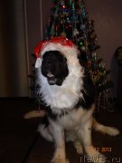 Превью фото № 142369