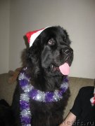 Превью фото № 142375