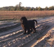 Превью фото № 142380