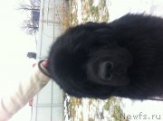 Превью фото № 142388