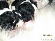 Превью фото № 142392