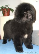 Превью фото № 142393