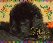 Превью фото № 142469