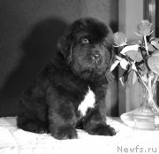 Превью фото № 142580